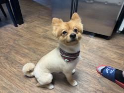 Lost Male Dog last seen Near and highway 80 by the fire station, Terrell, TX 75161