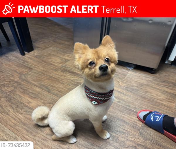 Lost Male Dog last seen Near and highway 80 by the fire station, Terrell, TX 75161