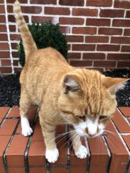 Reunited Male Cat last seen North Pine Street, Marietta, PA 17547