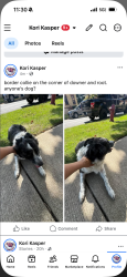 Lost Female Dog last seen Root and downer, Aurora, IL 60505