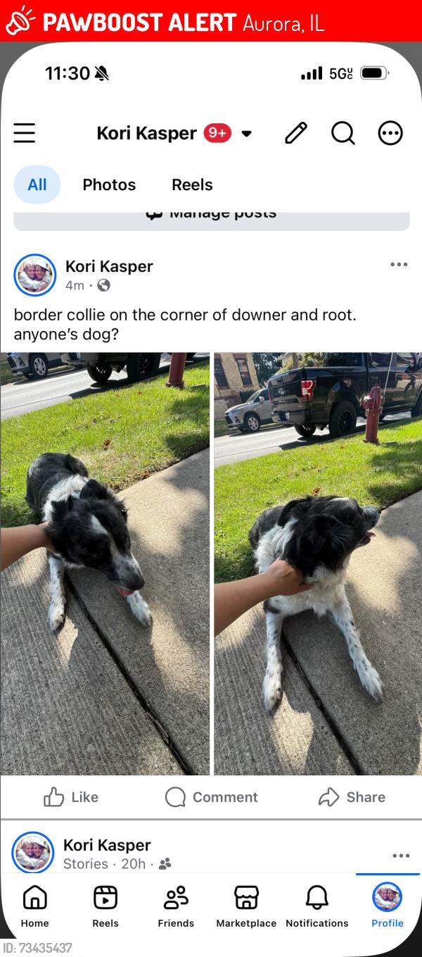 Lost Female Dog last seen Root and downer, Aurora, IL 60505