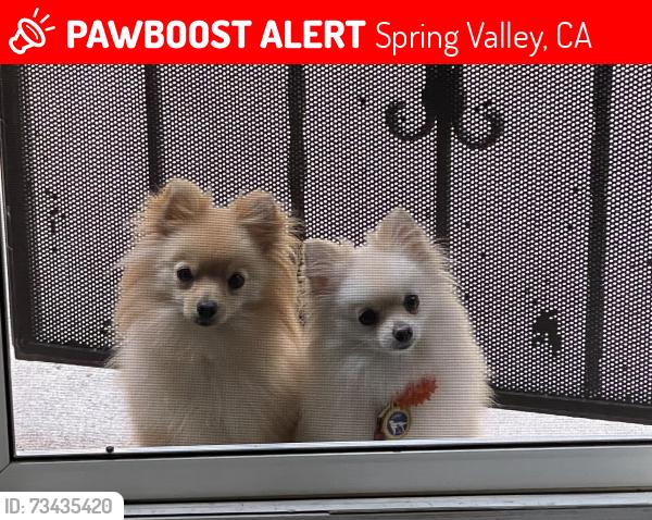 Lost Male Dog last seen Baranca court, Spring Valley, CA 91941