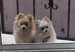 Lost Male Dog last seen Baranca court, Spring Valley, CA 91941