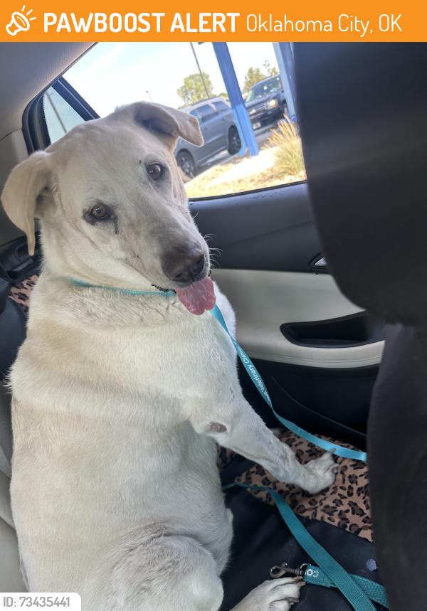 Found/Stray Male Dog last seen Thornhill dr, Oklahoma City, OK 73026