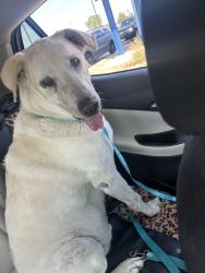 Found/Stray Male Dog last seen Thornhill dr, Oklahoma City, OK 73026