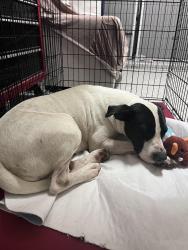 Found/Stray Female Dog last seen Lakemont Meadows, Fort Bend County, TX 77407