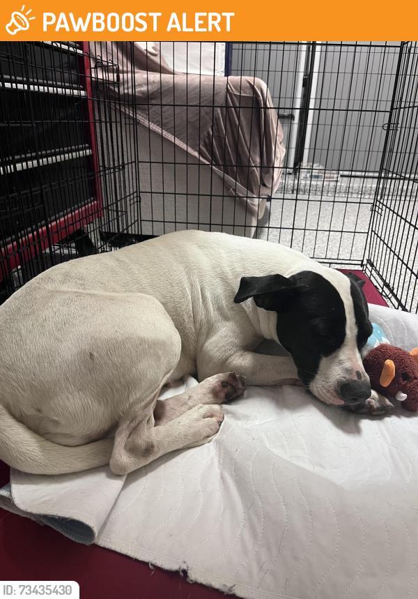 Found/Stray Female Dog last seen Lakemont Meadows, Fort Bend County, TX 77407