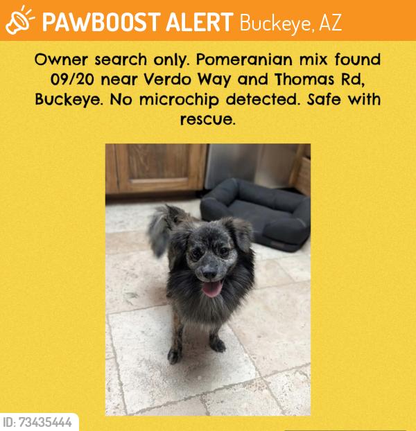 Found/Stray Unknown Dog last seen Verado and Thomas, Buckeye, AZ 85396