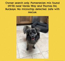 Found/Stray Unknown Dog last seen Verado and Thomas, Buckeye, AZ 85396