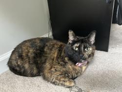 Reunited Female Cat last seen HWY 70 & Hicks Road, Nashville, TN 37221