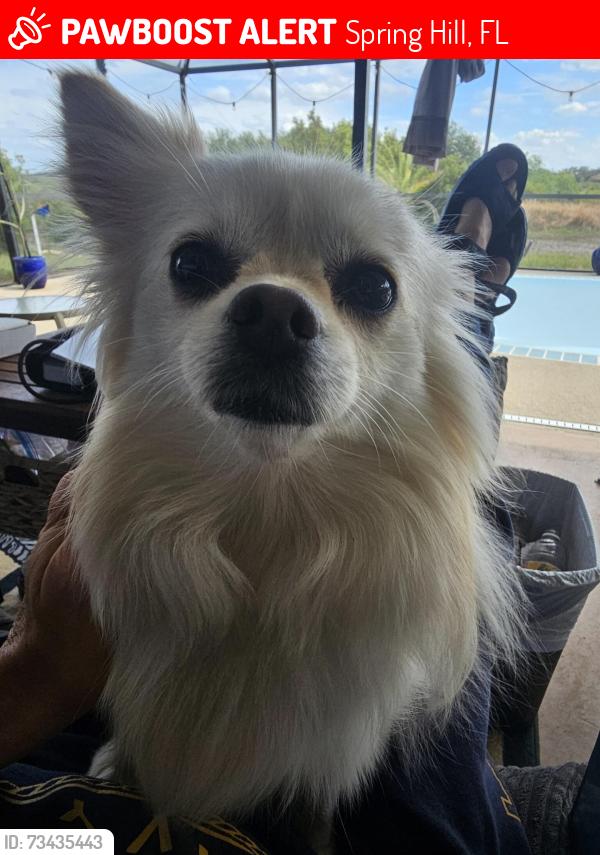 Lost Female Dog last seen Near Fountain Court, Spring Hill, FL 34606