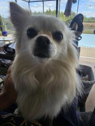 Lost Female Dog last seen Near Fountain Court, Spring Hill, FL 34606