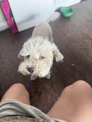 Found/Stray Male Dog last seen Brockbank dr Dallas, Dallas, TX 75220