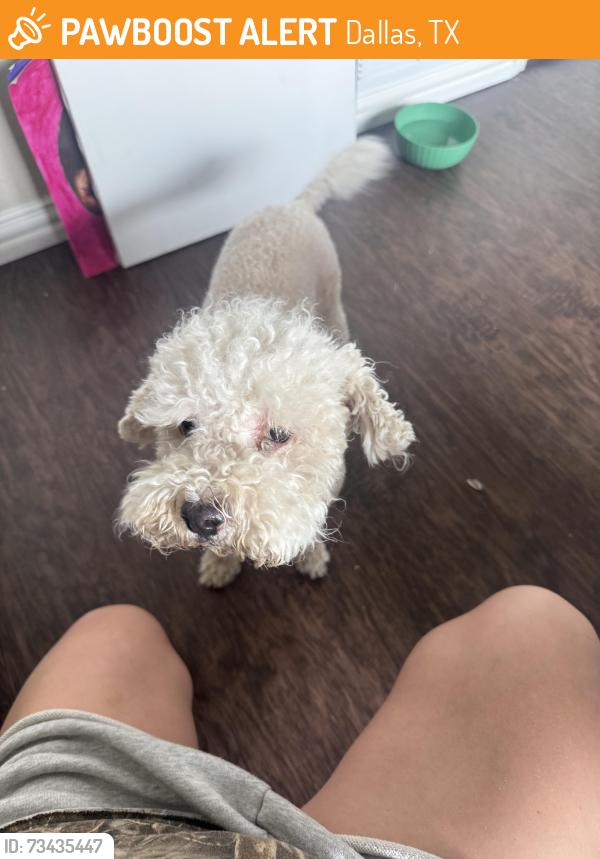 Found/Stray Male Dog last seen Brockbank dr Dallas, Dallas, TX 75220