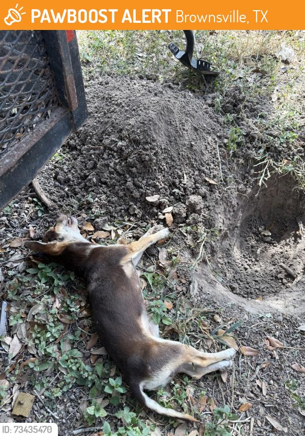 Found/Stray Male Cat last seen 20th old military, Brownsville, TX 78520