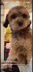 Lost Female Dog last seen Mock Road and 17th Avenue, Columbus, OH 43219