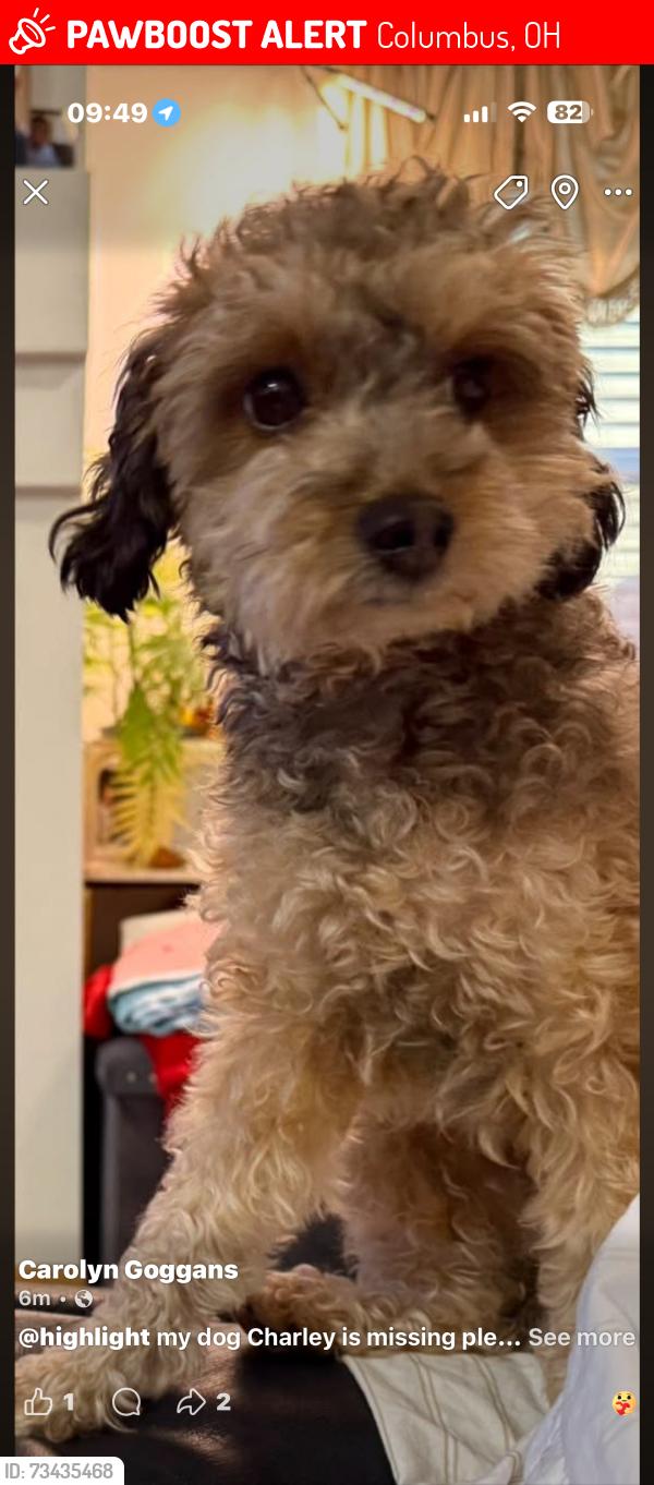 Lost Female Dog last seen Mock Road and 17th Avenue, Columbus, OH 43219