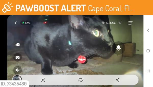 Found/Stray Unknown Cat last seen Veterans and trifalgar, Cape Coral, FL 33904