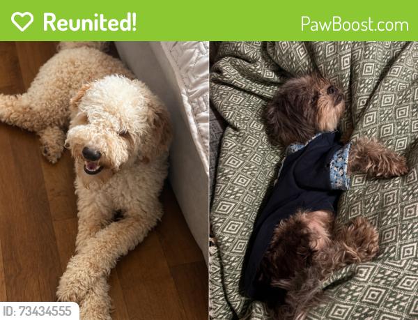 Reunited Male Dog last seen Hidden valley ct, Rockdale County, GA 30094
