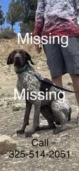 Lost Male Dog last seen Spinks rd, Abilene, TX 79603