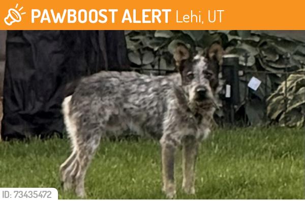 Found/Stray Unknown Dog last seen N point meadow loop, Lehi, UT 84043