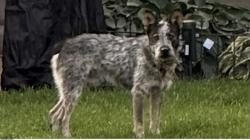 Found/Stray Unknown Dog last seen N point meadow loop, Lehi, UT 84043