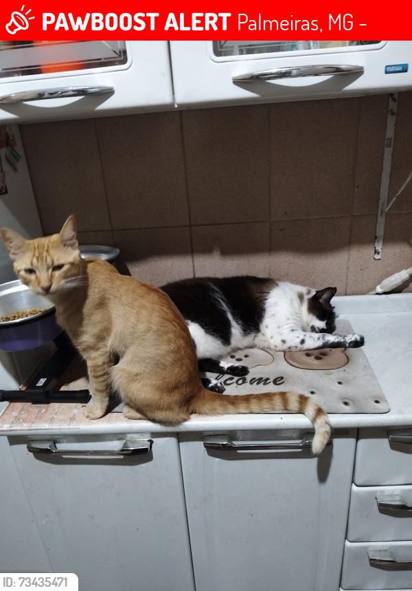 Lost Male Cat last seen embala fácil palmeiras, Palmeiras, MG 30575-750