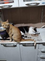 Lost Male Cat last seen embala fácil palmeiras, Palmeiras, MG 30575-750