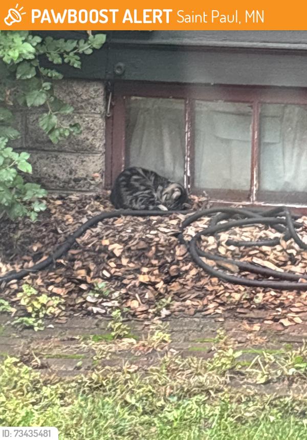Found/Stray Unknown Cat last seen St. Paul, Saint Paul, MN 55104