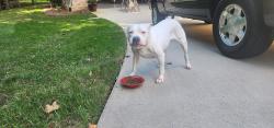 Reunited Female Dog last seen Hwy 150 Intersection Hickory Tree and Old Salisbury Rd, Davidson County, NC 27127