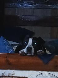 Reunited Male Dog last seen Canoe outpost, Wimauma, FL 33598