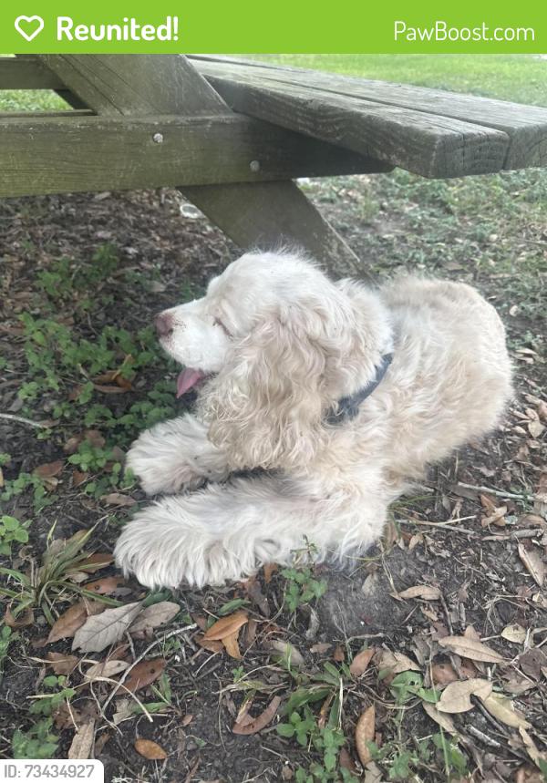 Reunited Male Dog last seen Rv park by miles road, Bacliff, TX 77518