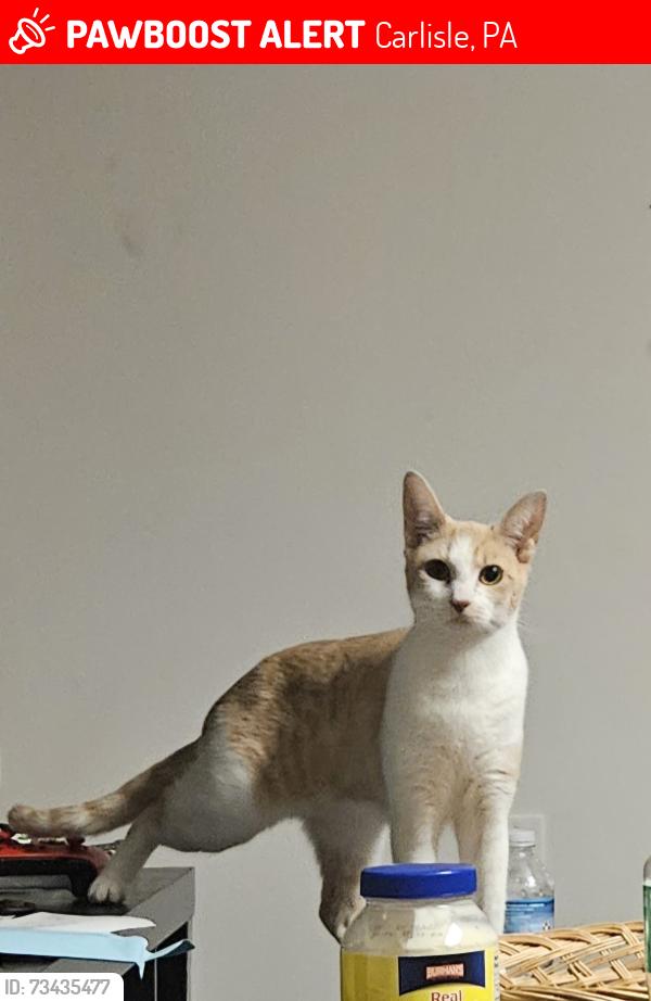 Lost Female Cat last seen S pitt st & w south st, Carlisle, PA 17013