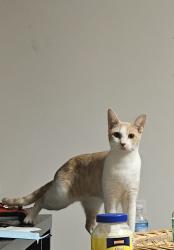 Lost Female Cat last seen S pitt st & w south st, Carlisle, PA 17013