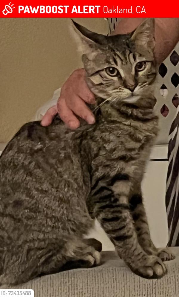 Lost Female Cat last seen 11th and Willow st, Oakland, CA 94607