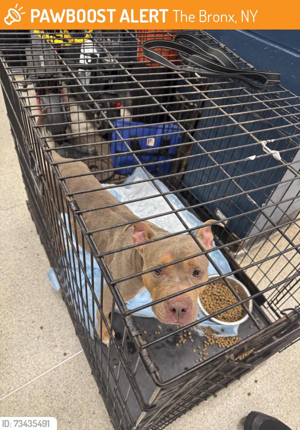 Found/Stray Female Dog last seen In the 43 pct, The Bronx, NY 10473