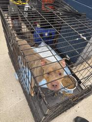 Found/Stray Female Dog last seen In the 43 pct, The Bronx, NY 10473