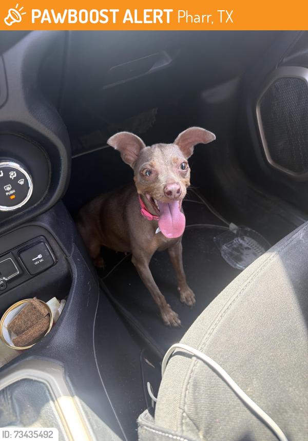 Found/Stray Female Dog last seen Phar, Pharr, TX 78577