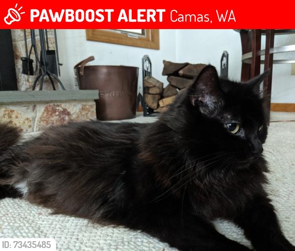 Lost Female Cat last seen Near the 14th tee at Camas Meadows Golf Course, Camas, WA 98607