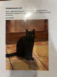 Lost Male Cat last seen Warrenhall ln and Hampton Hall dr, Brookhaven, GA 30319