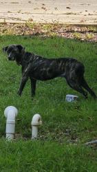 Found/Stray Female Dog last seen Morris road church of christ and temple Baptist three rivers and Morris road, Gulfport, MS 39503