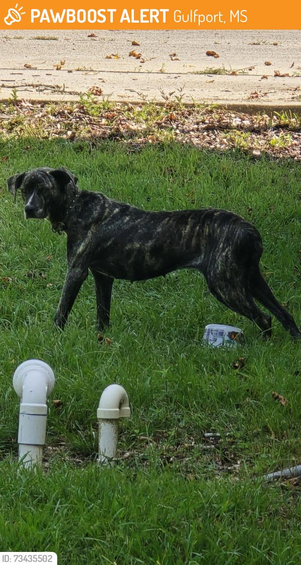 Found/Stray Female Dog last seen Morris road church of christ and temple Baptist three rivers and Morris road, Gulfport, MS 39503