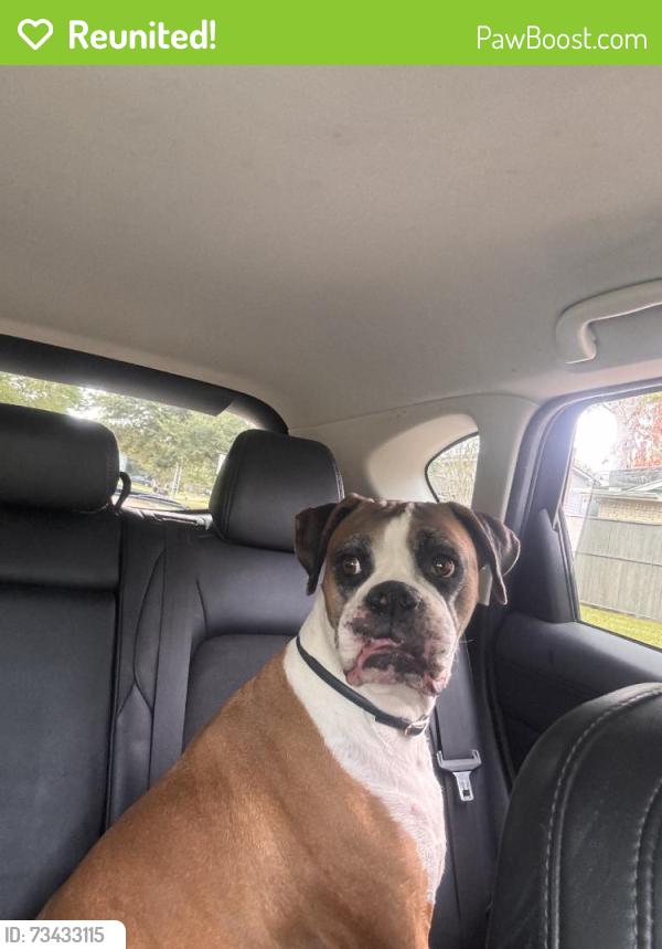 Reunited Female Dog last seen Friendswood Link Rd, Friendswood, TX, USA, Friendswood, TX 77546