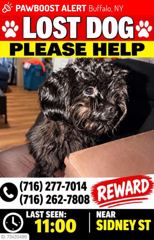 Lost Female Dog last seen Fillomere ave, Buffalo, NY 14211