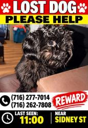 Lost Female Dog last seen Fillomere ave, Buffalo, NY 14211