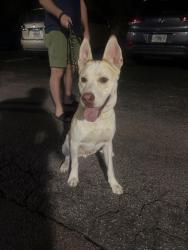 Found/Stray Male Dog last seen W Bay and Indian rocks rd, Largo, FL 33770