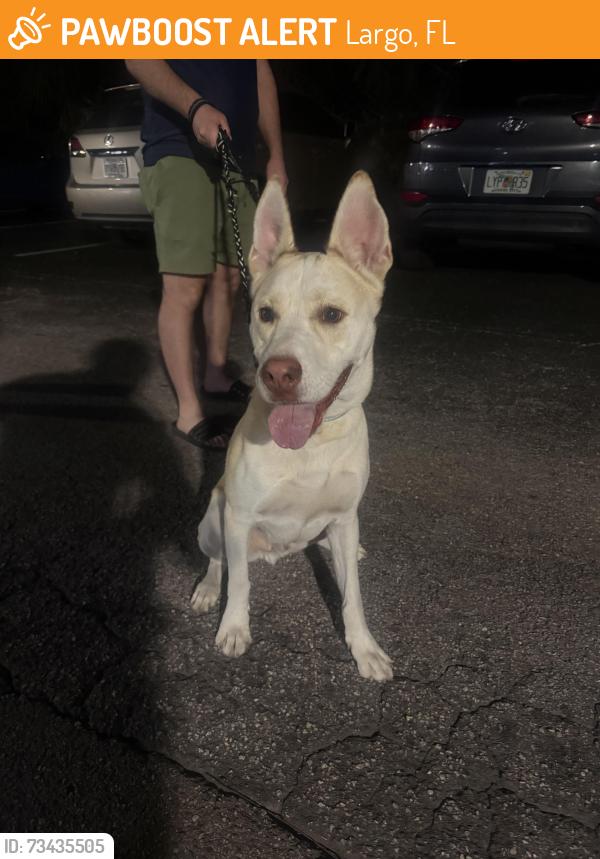 Found/Stray Male Dog last seen W Bay and Indian rocks rd, Largo, FL 33770