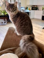 Lost Female Cat last seen Fm 3000/Pleasant Grove, Elgin, TX 78621