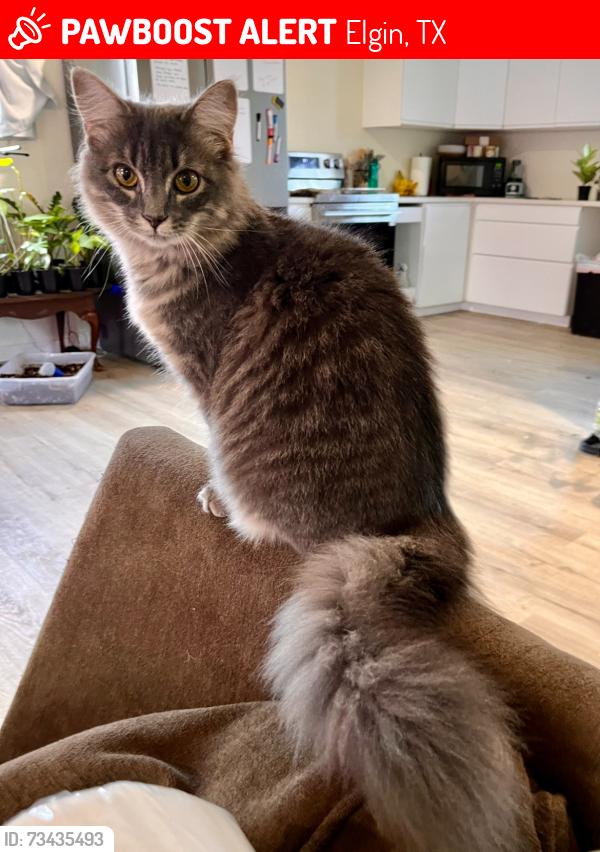 Lost Female Cat last seen Fm 3000/Pleasant Grove, Elgin, TX 78621