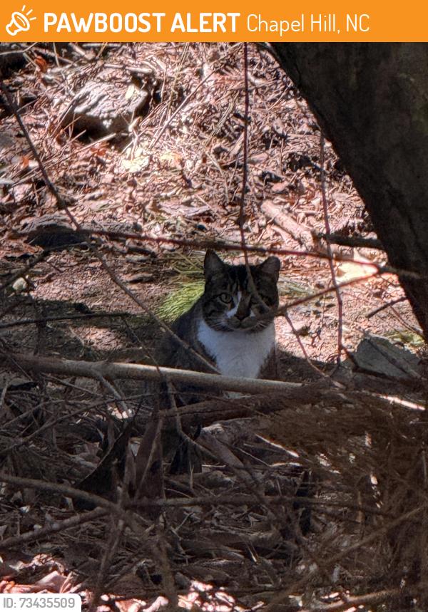 Found/Stray Unknown Cat last seen Elliot, behind Squids restaurant near Feeders Pet store, Chapel Hill, NC 27514